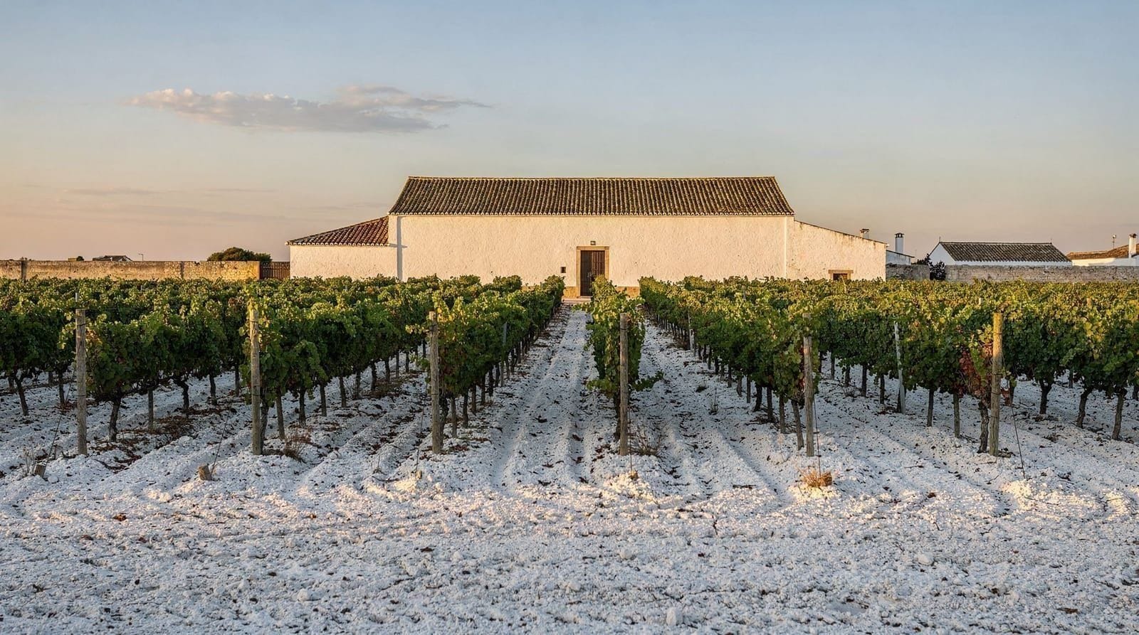 Rutas del vino desde Sevilla: jerez, Jerez y experiencias vinícolas andaluzas — Mejores rutas del vino desde Sevilla: tours de jerez en Jerez, manzanilla de San